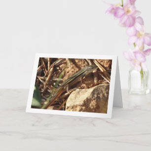 Algerischer Sand Racer, Psammodromus Algirus, Liza Karte