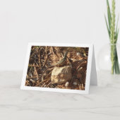 Algerischer Sand Racer, Psammodromus Algirus, Liza Karte (Vorderseite)