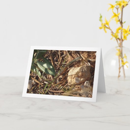 Algerischer Sand Racer, Psammodromus Algirus, Liza Karte (Gelbe Blume)