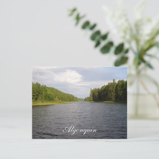 Algonquin Beauty Postkarte (Stehend Vorderseite)