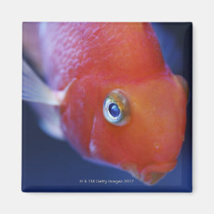 Alias der Blut-Papagei oder der blutige Papagei Magnet
