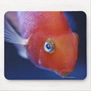 Alias der Blut-Papagei oder der blutige Papagei Mousepad