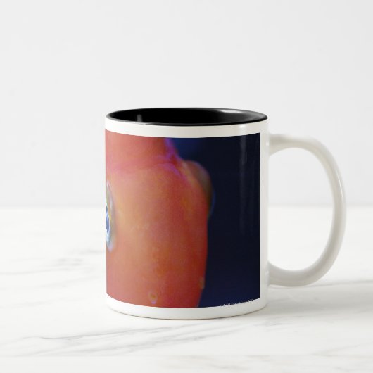Alias der Blut-Papagei oder der blutige Papagei Zweifarbige Tasse (Rechts)