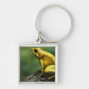 alias goldener Pfeil-Frosch; Endemic zu Schlüsselanhänger