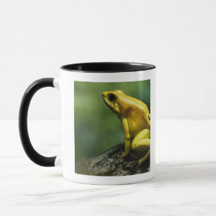 alias goldener Pfeil-Frosch; Endemic zu Tasse