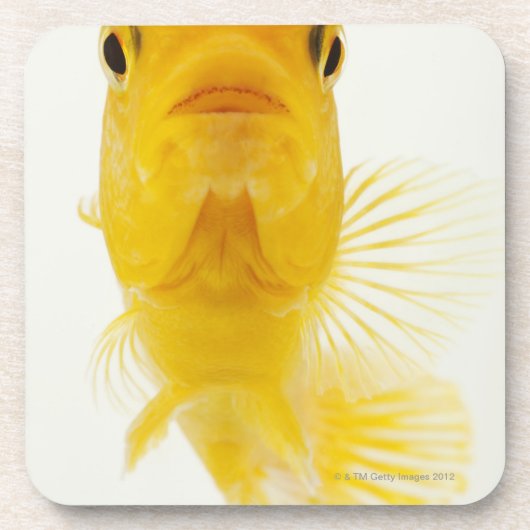 Alias Komet-angebundener Goldfisch. Robust Getränkeuntersetzer (Vorderseite)