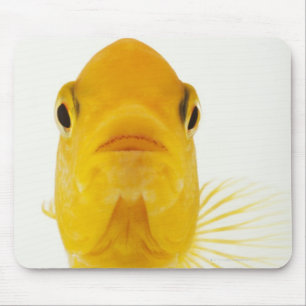 Alias Komet-angebundener Goldfisch. Robust Mousepad