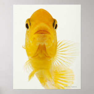 Alias Komet-angebundener Goldfisch. Robust Poster