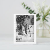 Alice B. Woodward: Altecamelus Art Pocket Postkarte (Stehend Vorderseite)