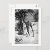 Alice B. Woodward: Altecamelus Art Pocket Postkarte (Vorne/Hinten)