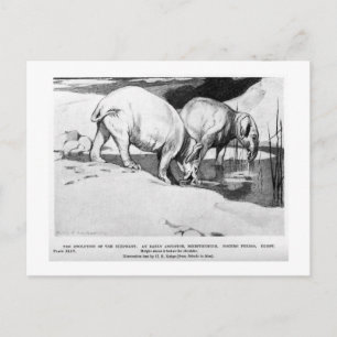 Alice B. Woodward: Postkarte Moeritherium
