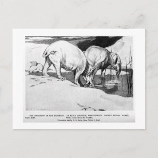 Alice B. Woodward: Postkarte Moeritherium