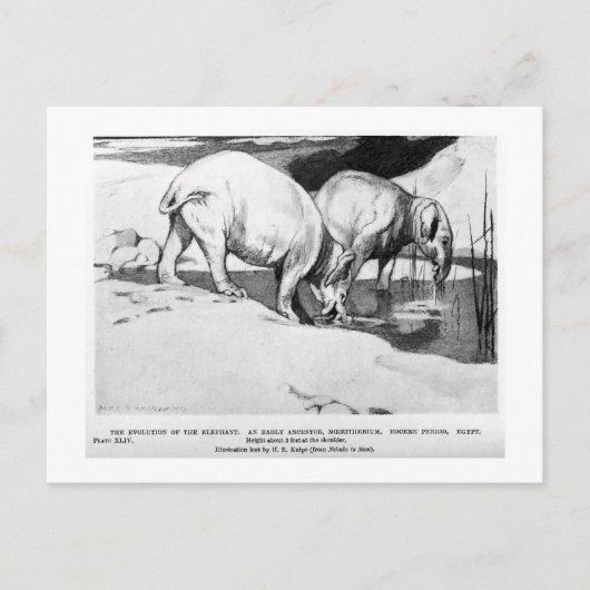 Alice B. Woodward: Postkarte Moeritherium (Vorderseite)