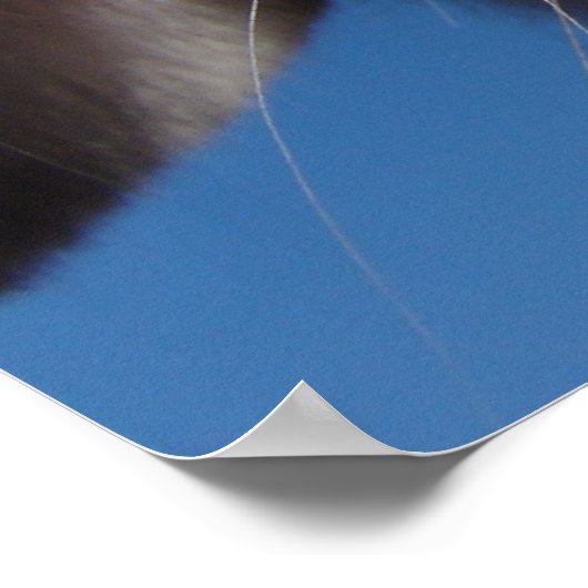 Alice - Weiße Lop Kanbit Poster (Ecke)