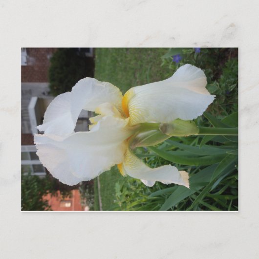 Alien Blume Postkarte (Vorderseite)