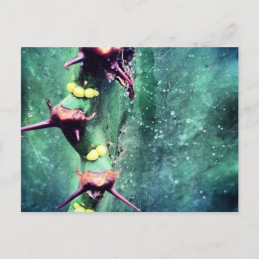 Alien Cactus Postcard Postkarte (Vorderseite)