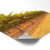 Alignierte Reben Poster (Ecke)