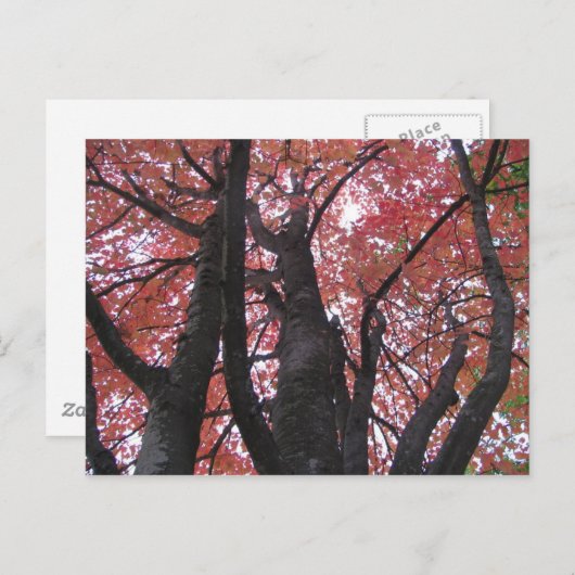 Ali's perspektive Postkarte (Vorne/Hinten)