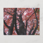 Ali's perspektive Postkarte (Vorderseite)