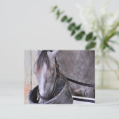 Aljalela - Todd Pletcher Roan Thoroughbred Postkarte (Stehend Vorderseite)