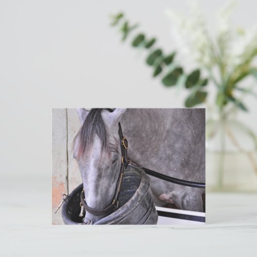 Aljalela - Todd Pletcher Roan Thoroughbred Postkarte (Stehend Vorderseite)