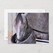 Aljalela - Todd Pletcher Roan Thoroughbred Postkarte (Vorne/Hinten)