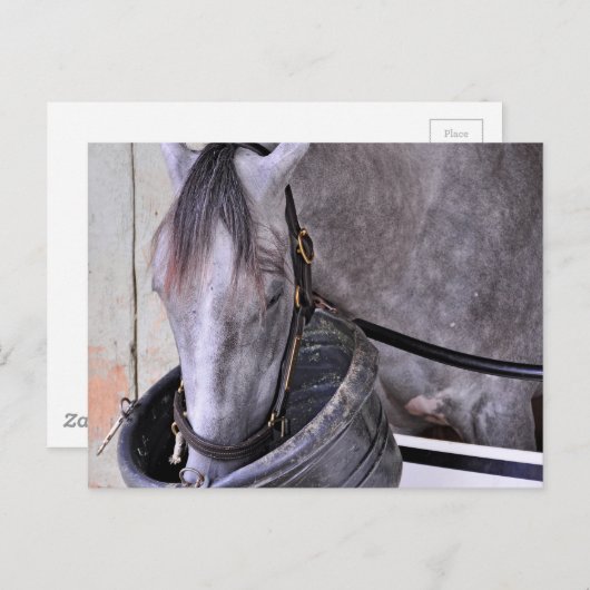 Aljalela - Todd Pletcher Roan Thoroughbred Postkarte (Vorne/Hinten)