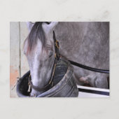 Aljalela - Todd Pletcher Roan Thoroughbred Postkarte (Vorderseite)