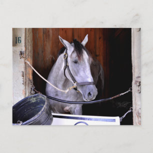 Aljalela - Todd Pletcher Roan Thoroughbred Postkarte