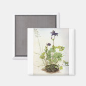 Alkelei-Blume - Albrecht Durer - c1500 Magnet (Vorderseite/Rückseite)