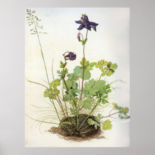 Alkelei-Blume - Albrecht Durer - c1500 Poster