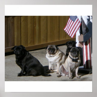 Alle amerikanischen Mops Poster