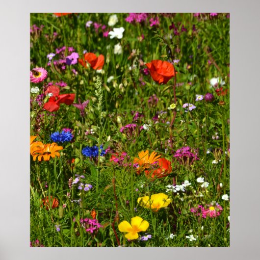 alle Arten von schönen Blume Poster (Vorne)