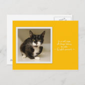 Alle Dinge gehören zu Katzen Postkarte (Vorne/Hinten)