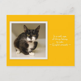 Alle Dinge gehören zu Katzen Postkarte