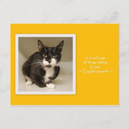 Alle Dinge gehören zu Katzen Postkarte (Vorderseite)