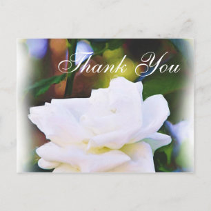 Alle Fälle, die weiße Rose_ Postkarte