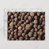 Alle Gewürze Postkarte (Vorne/Hinten)