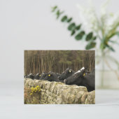 Alle in einer Row-Postkarte Postkarte (Stehend Vorderseite)