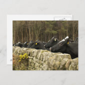 Alle in einer Row-Postkarte Postkarte (Vorne/Hinten)