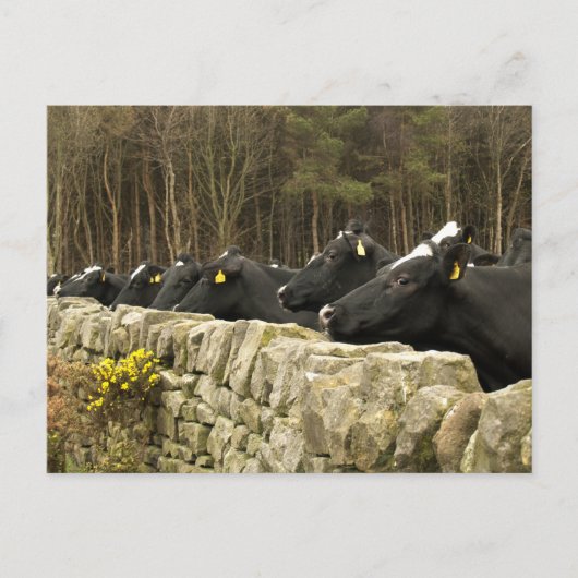 Alle in einer Row-Postkarte Postkarte (Vorderseite)