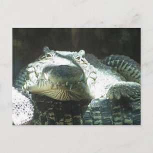 Alle lächeln postkarte