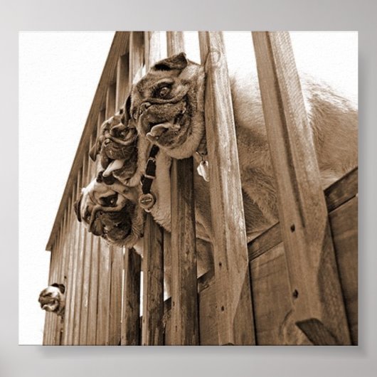 ALLE MOPS AUF DECK LEINWAND POSTER (Vorne)