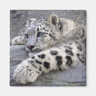 Alle spielten heraus Magneten Magnet