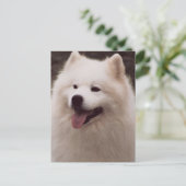 Alle weißen Hunde Postkarte (Stehend Vorderseite)