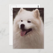 Alle weißen Hunde Postkarte (Vorne/Hinten)