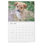 Alle Welpen 2025 Welpen-Hundehalterkalender Kalender (Mär 2027)
