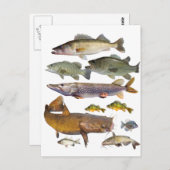 alle Wildfische Postkarte (Vorne/Hinten)