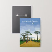 Allee der Baobabs, Madagaskar - Landschaft Button (Vorderseite/Rückseite)