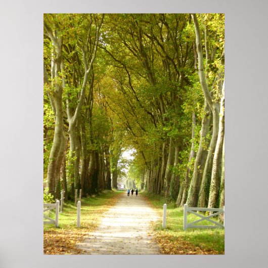 Allee Trees Poster (Vorne)